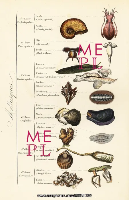 : Orders of Molluscs : Orders of Molluscs