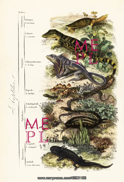 : Orders of reptiles : Orders of reptiles