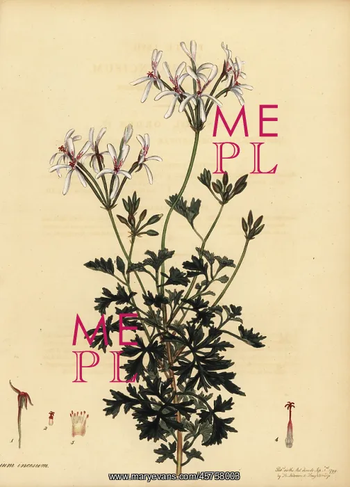 : Oregon cranesbill, Geranium oreganum : Oregon cranesbill, Geranium oreganum