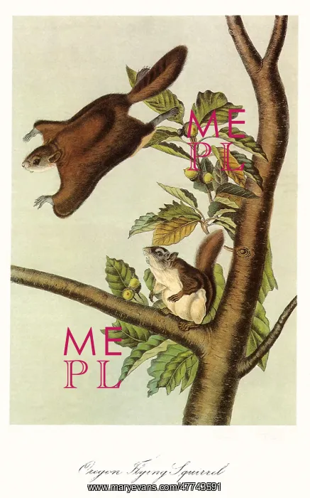  : Oregon Flying Squirrels