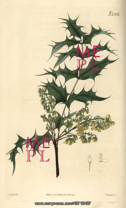 : Oregon grape, Berberis aquifolium : Oregon grape, Berberis aquifolium