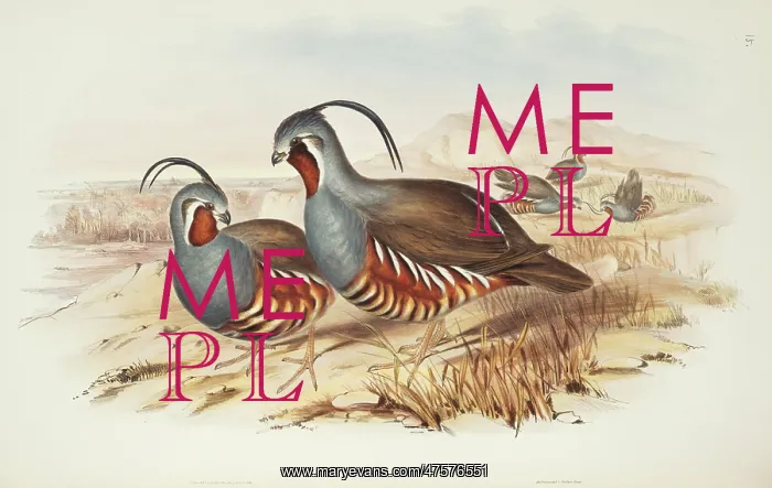: Oreortyx pictus, mountain quail : Oreortyx pictus, mountain quail