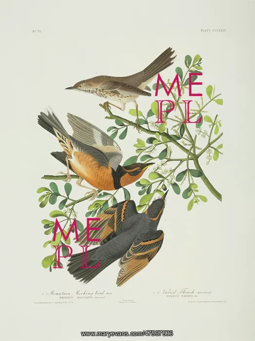 : Oreoscoptes montanus, sage thrasher, Ixarius naevius, varied : Oreoscoptes montanus, sage thrasher, Ixarius naevius, varied