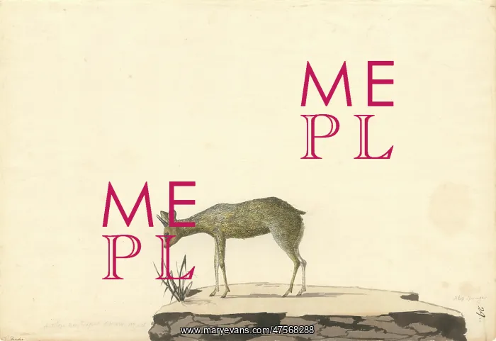 : Oreotragus oreotragus, klipspringer : Oreotragus oreotragus, klipspringer