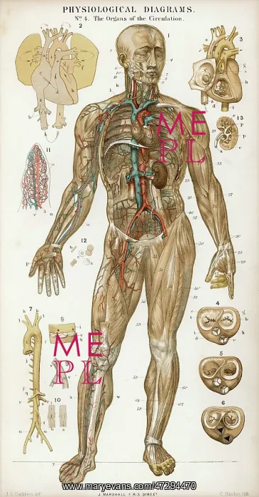 : Organs of Circulation : Organs of Circulation