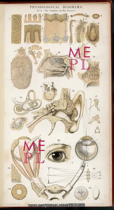  : Organs of the Senses