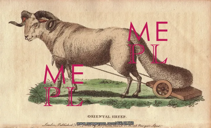 : Oriental broad-tailed sheep with its tail on : Oriental broad-tailed sheep with its tail on
