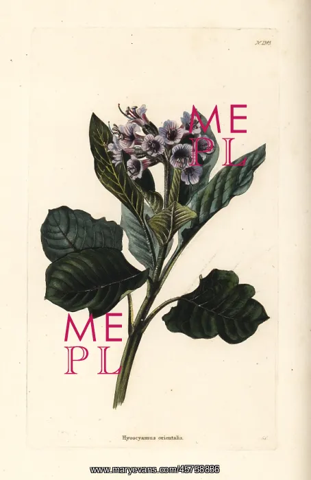 : Oriental henbane, Physochlaina orientalis : Oriental henbane, Physochlaina orientalis