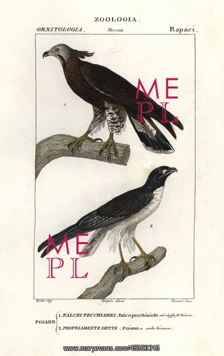 : Oriental honey buzzard, Pernis ptilorhyncus : Oriental honey buzzard, Pernis ptilorhyncus