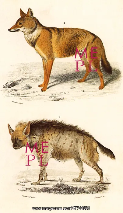  : An Oriental Jackal and A Hyaena