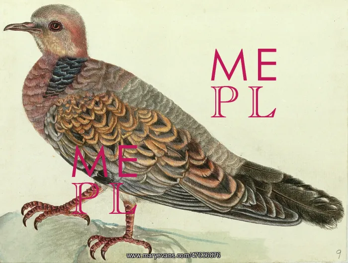 : Oriental Turtle Dove, Streptopelia orientalis : Oriental Turtle Dove, Streptopelia orientalis