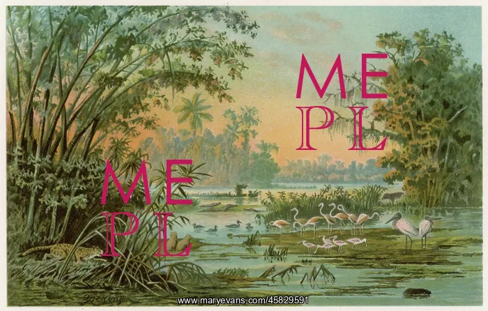 : ORINOCO JUNGLE LIFE : ORINOCO JUNGLE LIFE