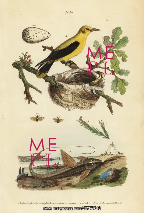 : Oriole blackbird, chocolate loricarid catfish : Oriole blackbird, chocolate loricarid catfish