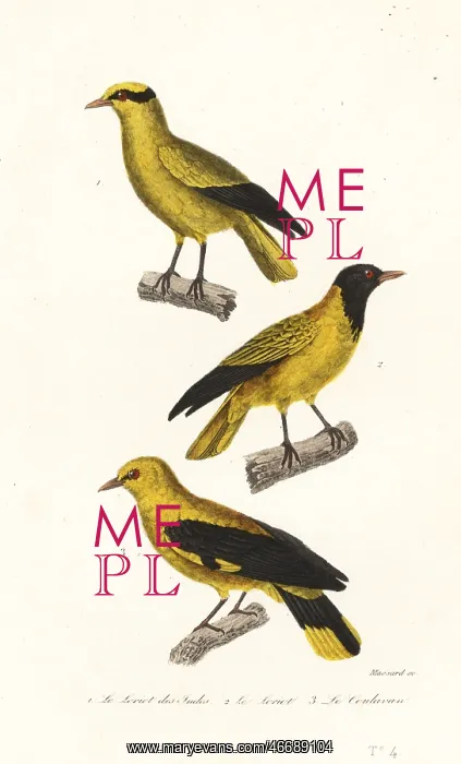 : Oriole species : Oriole species