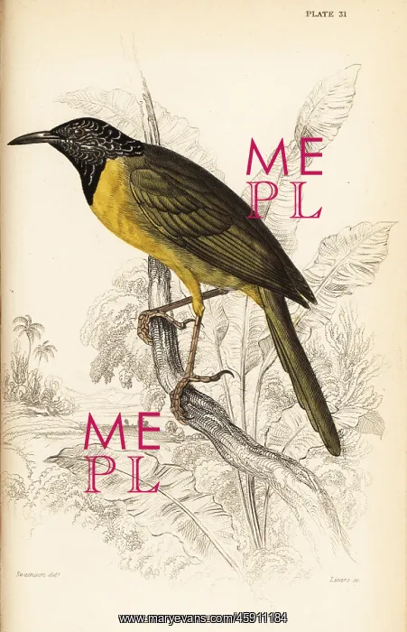 : Oriole warbler, Hypergerus atriceps : Oriole warbler, Hypergerus atriceps