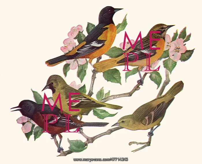  : Orioles