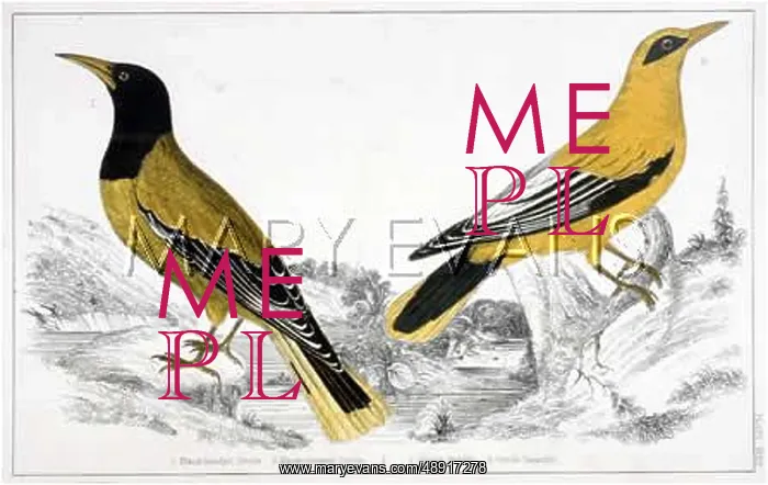 : TWO ORIOLES : TWO ORIOLES