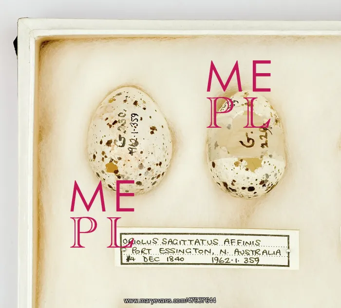: Oriolus sagittatus affinis eggs : Oriolus sagittatus affinis eggs