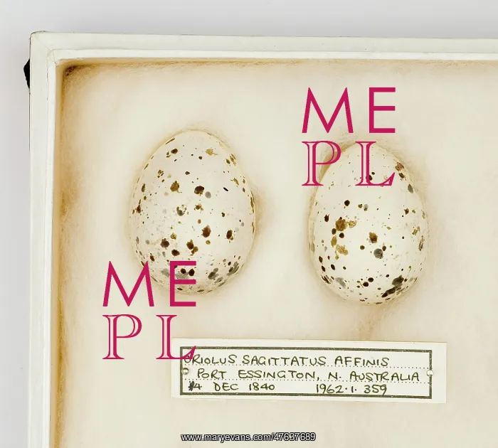 : Oriolus sagittatus affinis eggs : Oriolus sagittatus affinis eggs