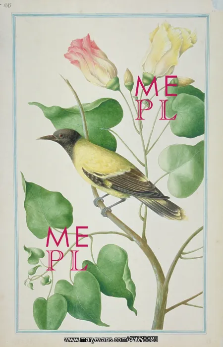 : Oriolus sp. oriole : Oriolus sp. oriole