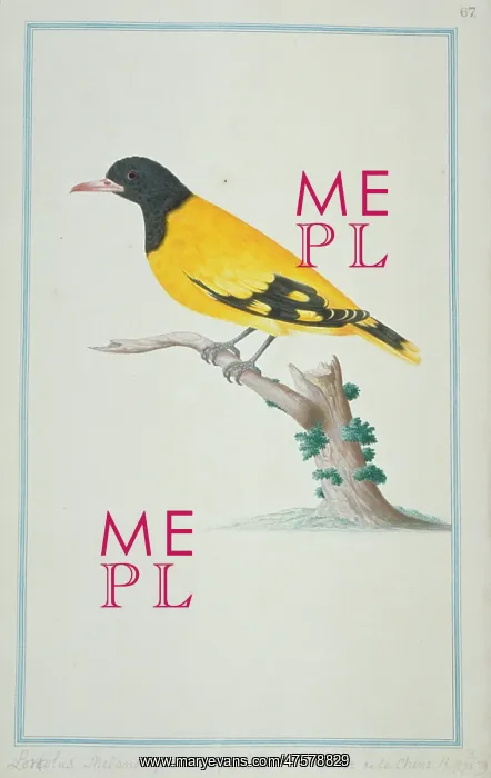 : Oriolus sp. oriole : Oriolus sp. oriole