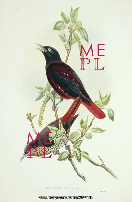  : Oriolus traillii, maroon oriole