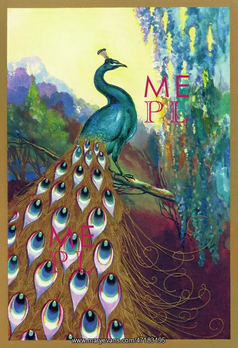 : Ornamental Peacock : Ornamental Peacock