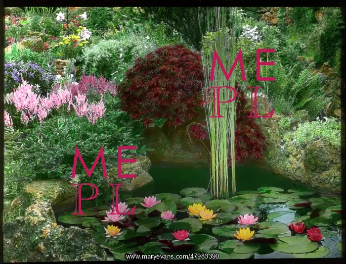 : Ornamental pond in a garden : Ornamental pond in a garden