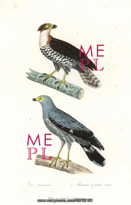 : Ornate hawk eagle and African harrier-hawk : Ornate hawk eagle and African harrier-hawk