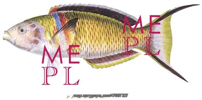  : Ornate Wrasse