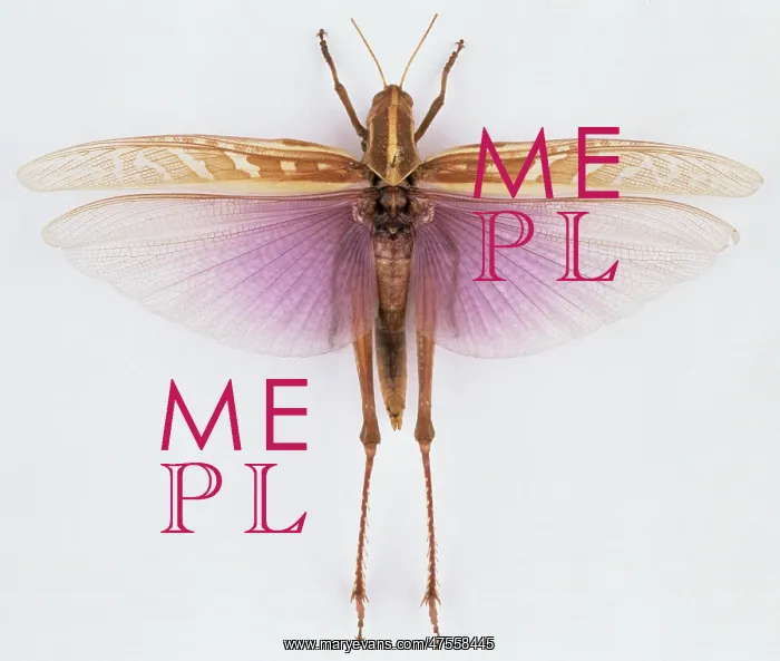 : Ornithacris pictula magnifica, locust : Ornithacris pictula magnifica, locust