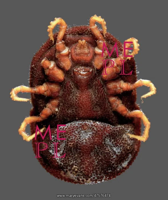 : Ornithodoros moubata, tick : Ornithodoros moubata, tick