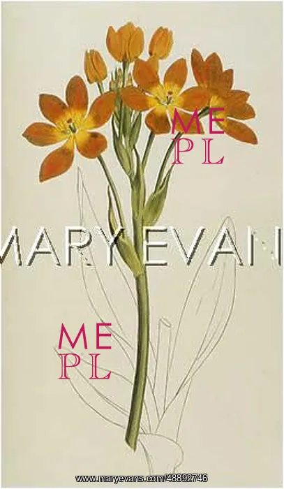 : ORNITHOGALUM AUREUM : ORNITHOGALUM AUREUM