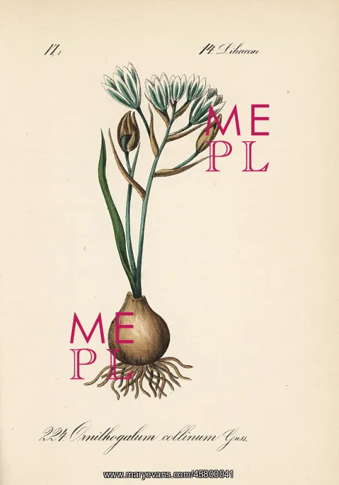 : Ornithogalum collinum : Ornithogalum collinum