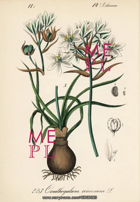: Ornithogalum comosum : Ornithogalum comosum