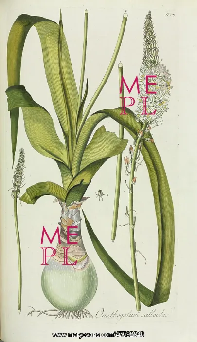: Ornithogalum scilloides : Ornithogalum scilloides