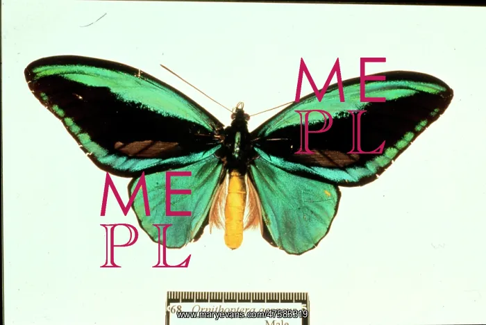 : Ornithoptera aesacus, birdwing butterfly : Ornithoptera aesacus, birdwing butterfly