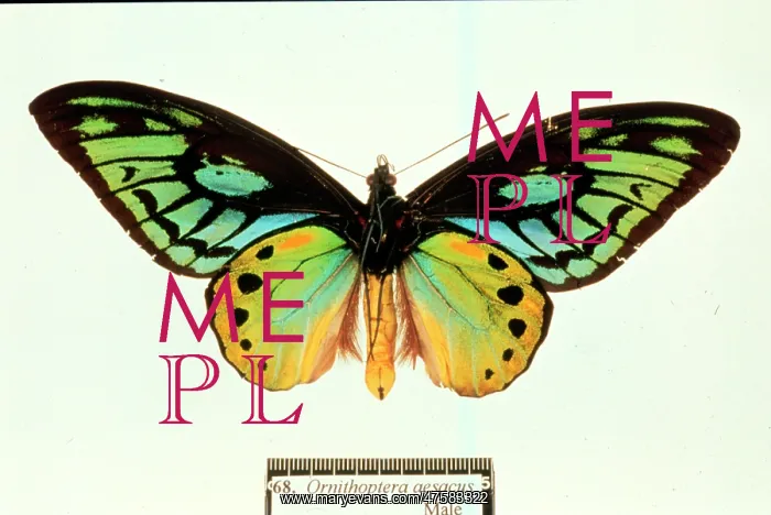 : Ornithoptera aesacus, birdwing butterfly : Ornithoptera aesacus, birdwing butterfly