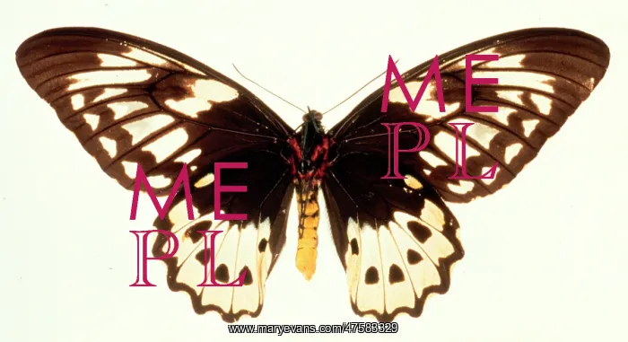 : Ornithoptera aesacus, birdwing butterfly : Ornithoptera aesacus, birdwing butterfly