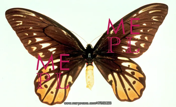 : Ornithoptera alexandrae, Queen Alexandra's birdwing : Ornithoptera alexandrae, Queen Alexandra's birdwing