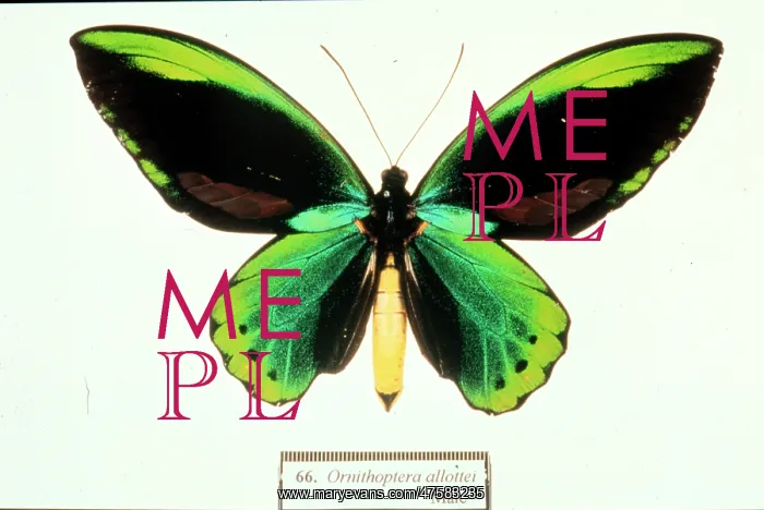 : Ornithoptera allotei, birdwing butterfly : Ornithoptera allotei, birdwing butterfly