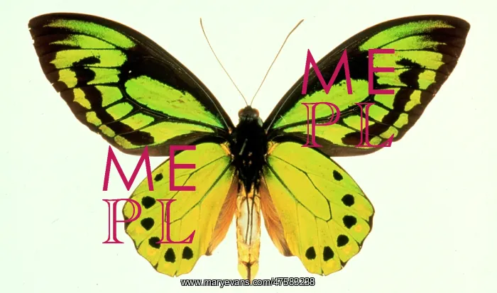 : Ornithoptera allotei, birdwing butterfly : Ornithoptera allotei, birdwing butterfly