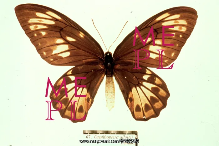 : Ornithoptera allotei, birdwing butterfly : Ornithoptera allotei, birdwing butterfly
