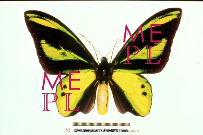 : Ornithoptera chimaera, birdwing butterfly : Ornithoptera chimaera, birdwing butterfly