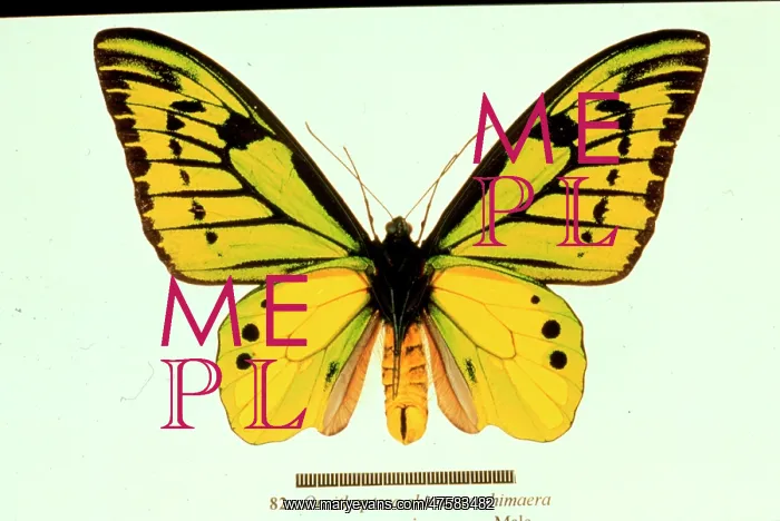 : Ornithoptera chimaera, birdwing butterfly : Ornithoptera chimaera, birdwing butterfly