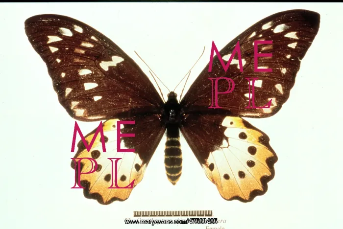 : Ornithoptera chimaera, birdwing butterfly : Ornithoptera chimaera, birdwing butterfly