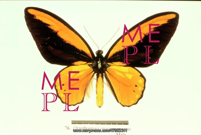 : Ornithoptera croesus, birdwing butterfly : Ornithoptera croesus, birdwing butterfly