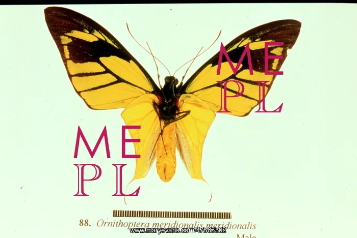 : Ornithoptera meridionalis, birdwing butterfly : Ornithoptera meridionalis, birdwing butterfly