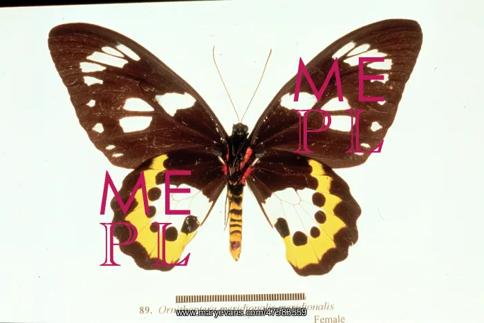 : Ornithoptera meridionalis, birdwing butterfly : Ornithoptera meridionalis, birdwing butterfly