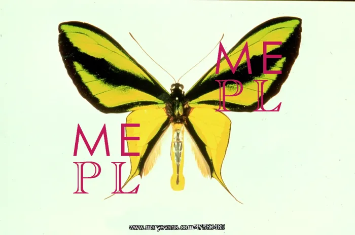 : Ornithoptera paradisea, birdwing butterfly : Ornithoptera paradisea, birdwing butterfly
